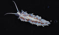 Berghia Schnecke