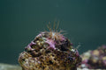 Glasrosen (Aiptasia)